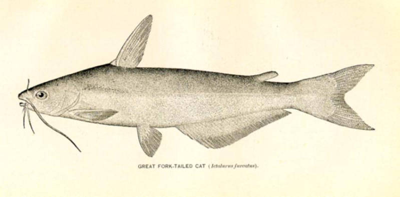 Ictalurus furcatus (Valenciennes, 1840)